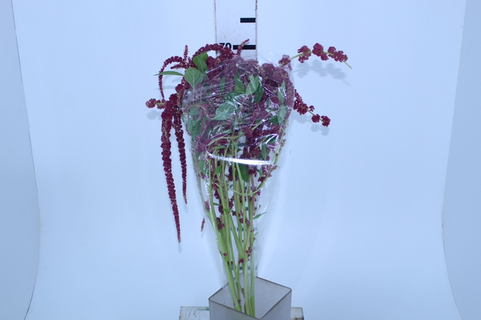 <h4>AMARANTHUS DOBRADO 070 CM PINK</h4>
