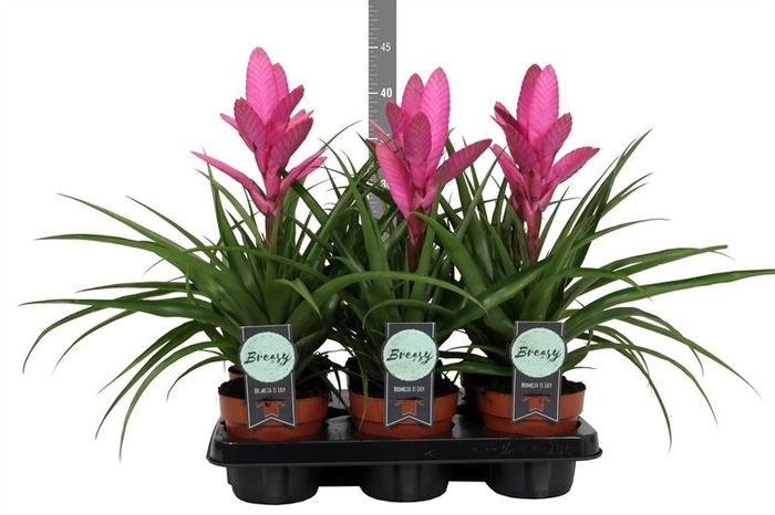<h4>Tillandsia 'antonio'</h4>