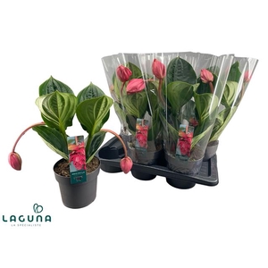 MEDIN MAG FLAMENCO
