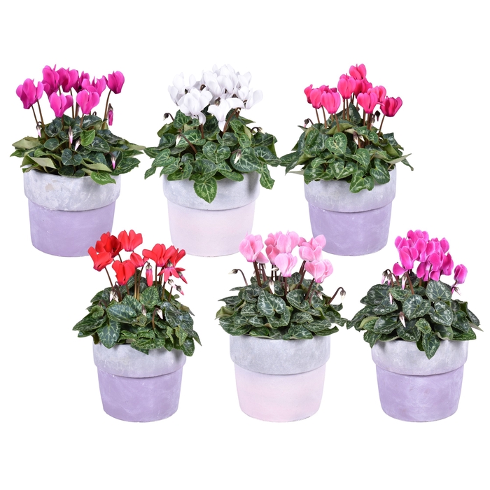 Cyclaam mini gemengd in stenen pot