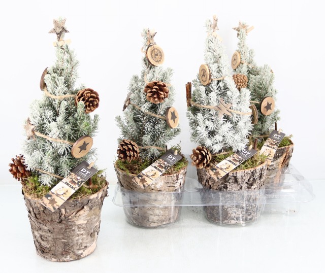 <h4>PICEA GL PERFECTA</h4>