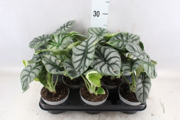 <h4>Alocasia   ...</h4>