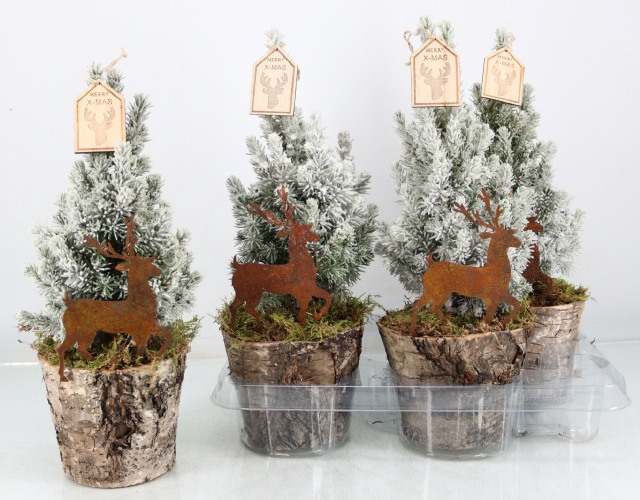 <h4>PICEA GL PERFECTA</h4>
