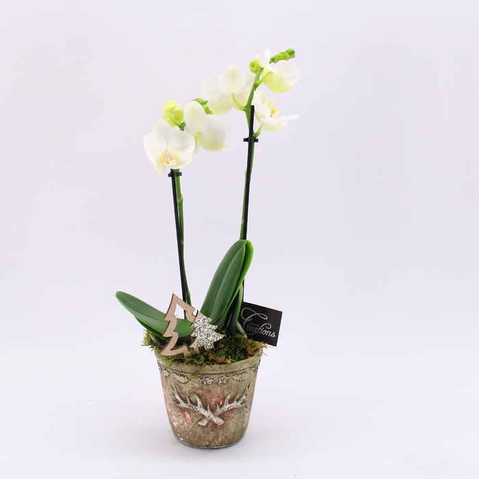 <h4>PHALXM-2333A Phalaenopsis Xmas</h4>