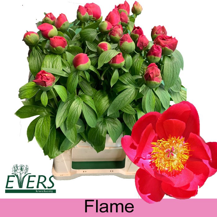 <h4>PAEO L FLAME</h4>