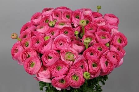 <h4>Ranunculus clooney rosado</h4>