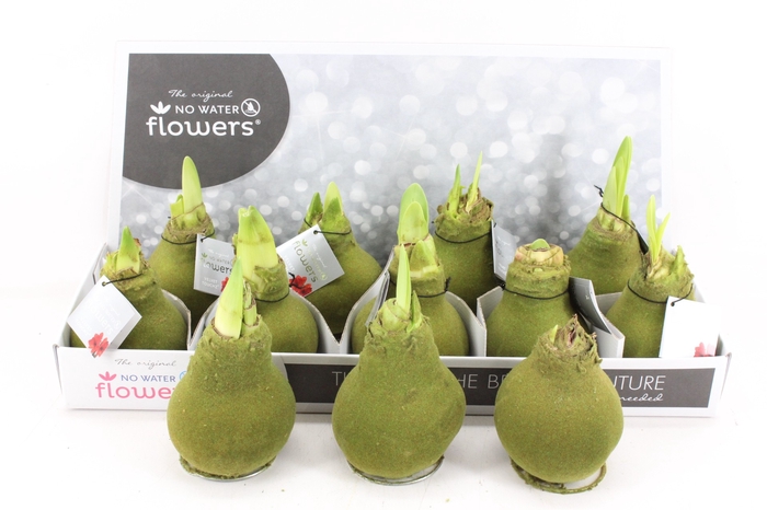 <h4>arr4 Amaryllis VH - Velvet touch moss green</h4>