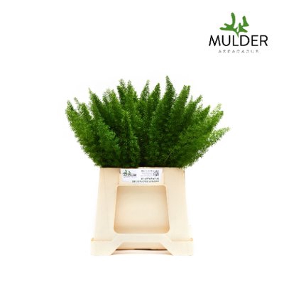 <h4>Leaf asparagus meyerii</h4>
