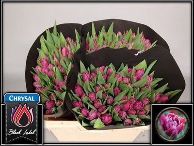 <h4>Tulipa do margarita</h4>