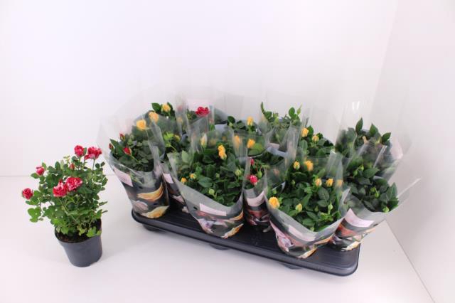 <h4>ROSA VICTORY MIX</h4>