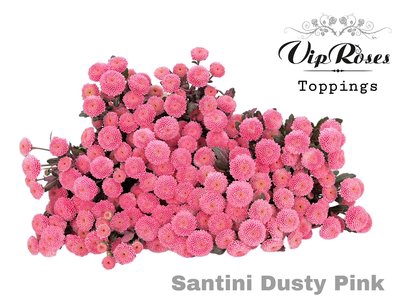 <h4>Chrys bl paint topspin dusty pink</h4>
