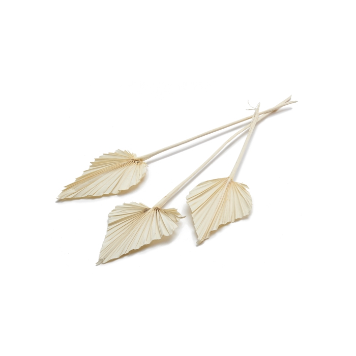 <h4>DRIED FLOWERS - PALM SPEAR BLEACHED 10PCS</h4>