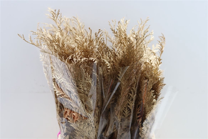 <h4>Conifeer Paint Antique Gold Per Stem</h4>