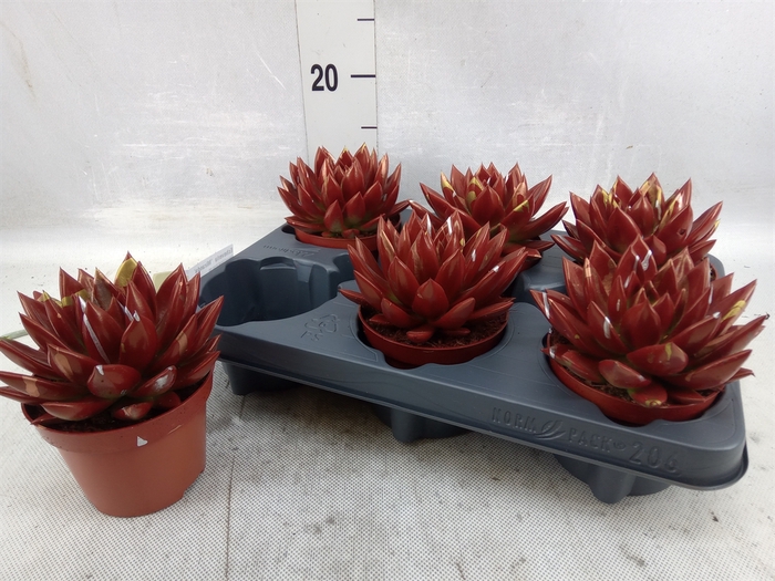 <h4>Echeveria  'Miranda'</h4>