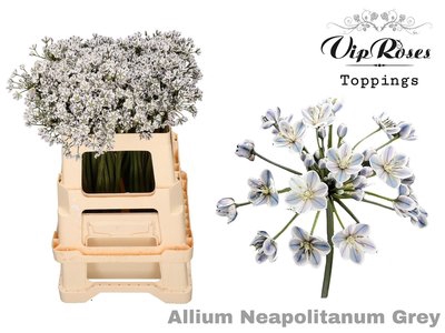 <h4>Allium paint neopolitanum grey</h4>