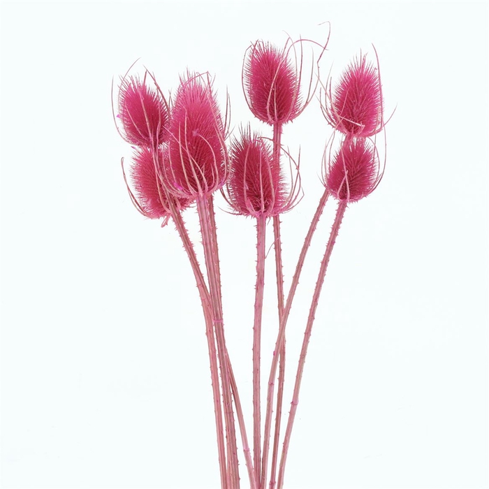 <h4>Dried Echinops Bleached Cerise (8st P Bunch)</h4>