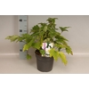 vaste planten 19 cm  Anemone Honorine Jobert