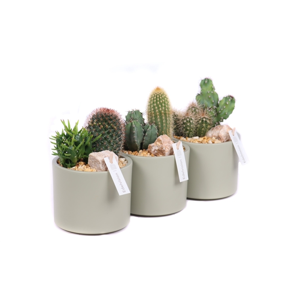 <h4>2x cactus 5,5 cm in light khaki cilinder pot met grind, stenen en etiket</h4>