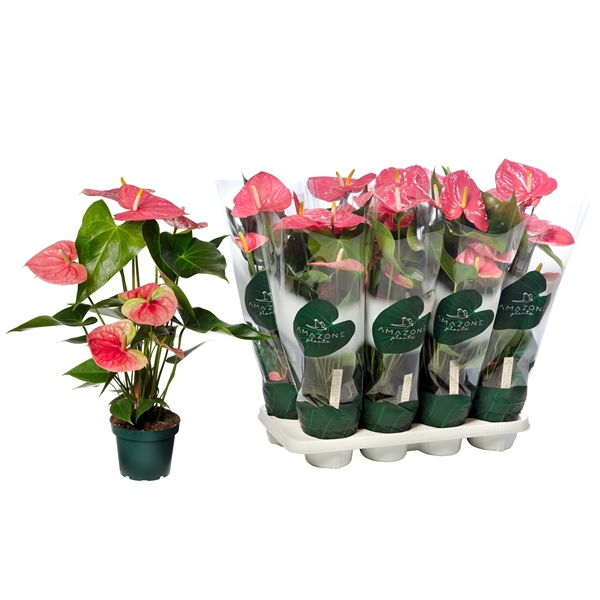 <h4>Anthurium Colorado 14cm</h4>