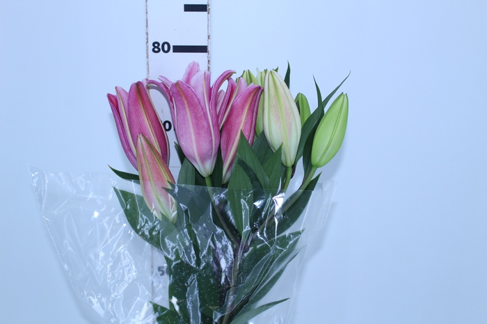 <h4>LIRIO ORIENTAL BACARDI 090 CM HT MIN 2 FLS</h4>
