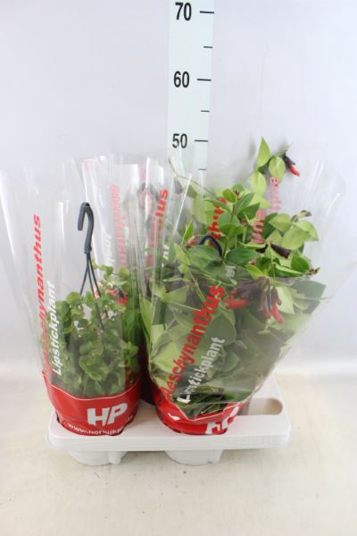 <h4>Aeschynanthus   ...</h4>