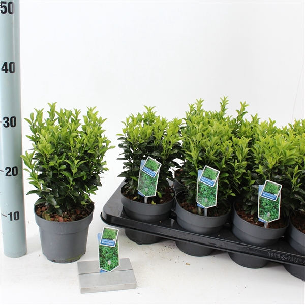 <h4>Euonymus jap. 'Microphyllus'</h4>