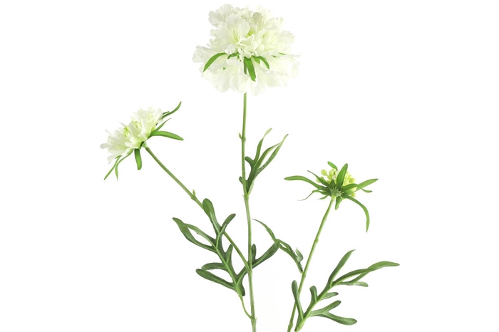 <h4>Af Scabiosa L74cm Wit</h4>