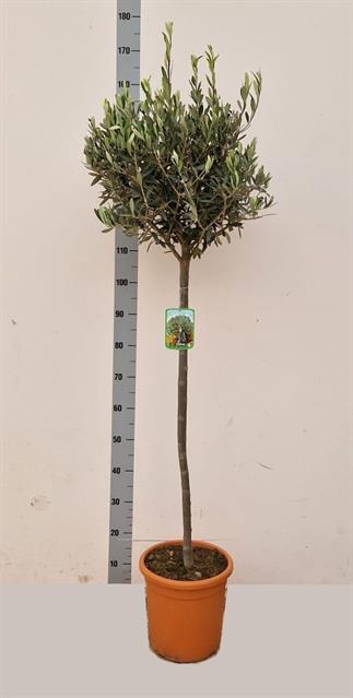 <h4>OLEA EUROPAEA</h4>
