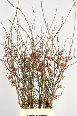 <h4>Chaenomeles Japonica Rood</h4>