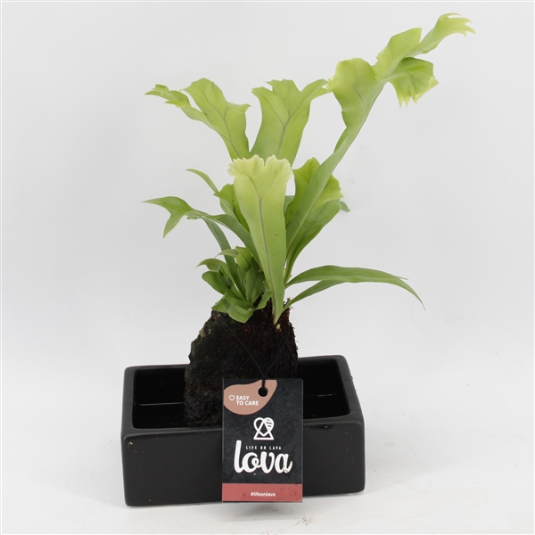<h4>Lova Microsorum Green Flame</h4>