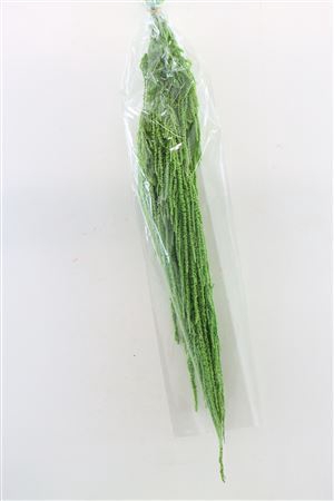 <h4>Pres Amaranthus Caud L Green Bunch</h4>