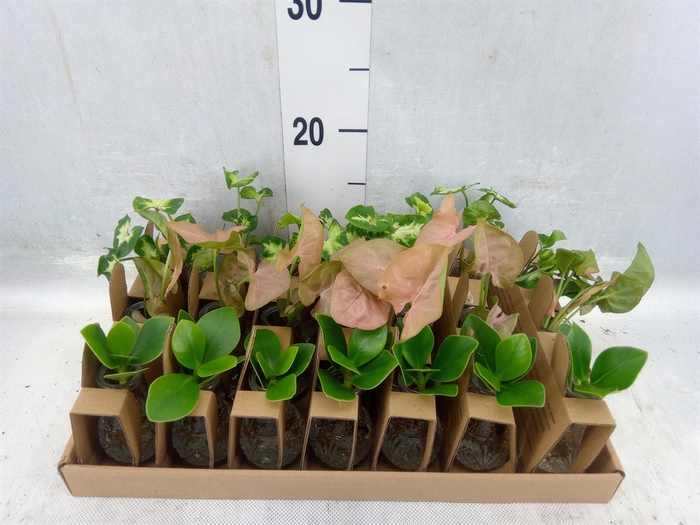 <h4>Planten ..mix</h4>