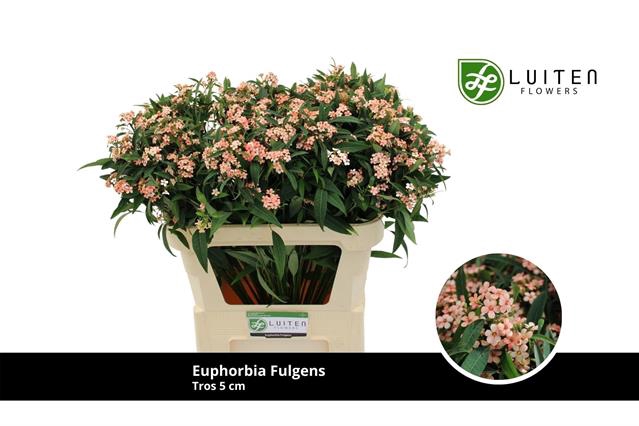 <h4>Euphorbia sp pink baron</h4>