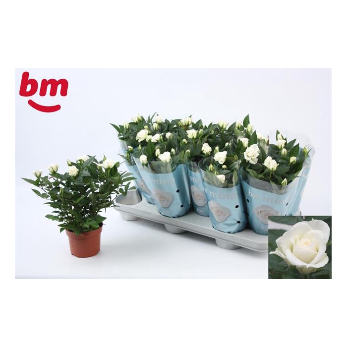 <h4>Rosa White Jewel 10,5Ø 25cm</h4>
