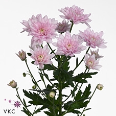 <h4>Chrys sp baltica pink</h4>