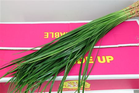 <h4>Lilly Grass Large</h4>