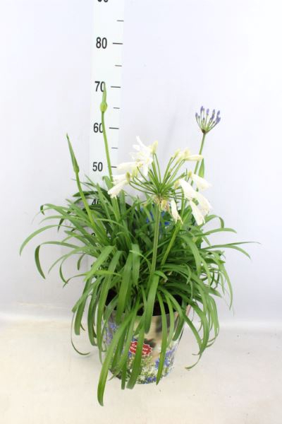 <h4>Agapanthus  'Summer Love Duo' ..mix</h4>