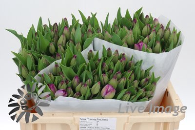 <h4>Tulipa si attila</h4>
