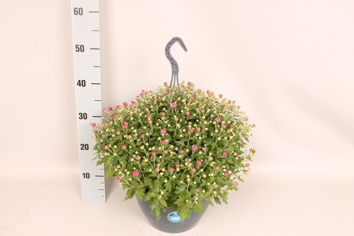 <h4>Hangpot 27 cm waterreservoir Chrysanthemum Trio</h4>