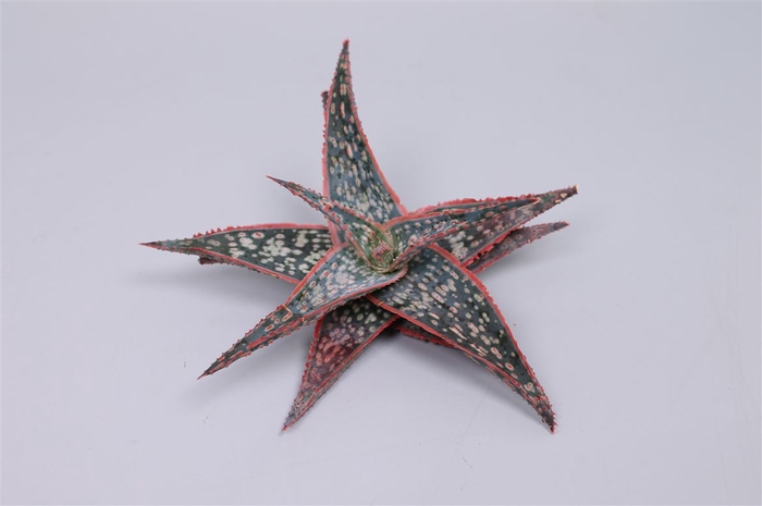 <h4>Aloe Dannyz Cutflower 50x5cm</h4>