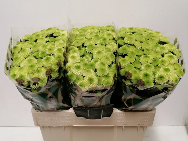 <h4>CHR S COUNTRY LIME</h4>