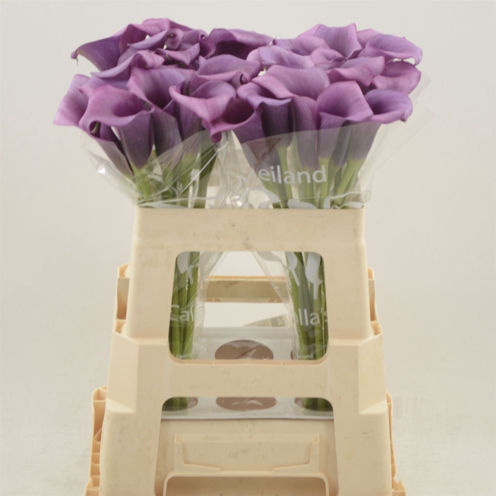 <h4>Zantedeschia durban</h4>