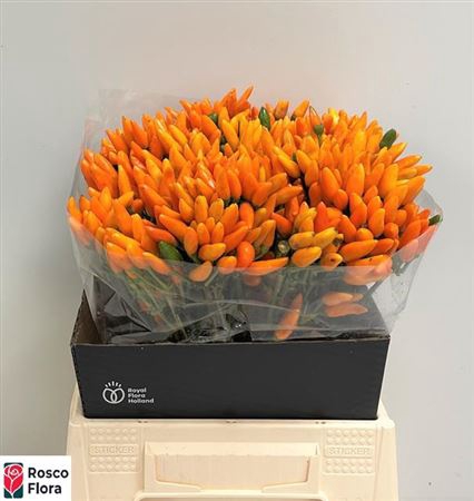 <h4>Cap Orange Fire</h4>