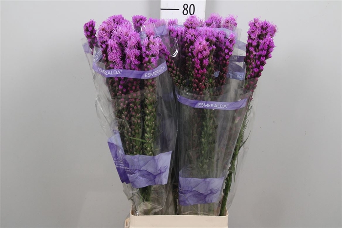 <h4>Liatris Spicata Xxl</h4>