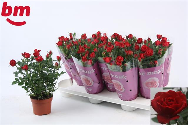 <h4>ROSA RED HOT JEWEL</h4>