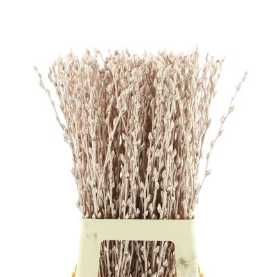 <h4>Salix paint pussy willow champagne</h4>