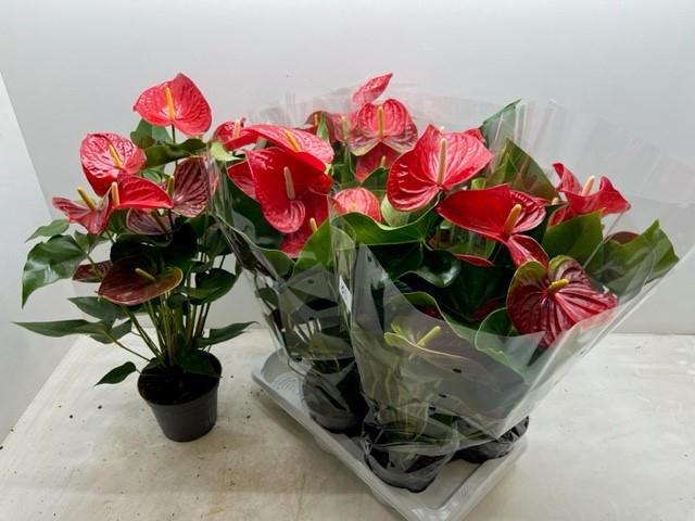 <h4>ANTHU AN BAMBINO RED</h4>