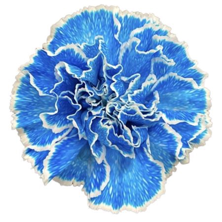 <h4>Di St Molly Blue</h4>