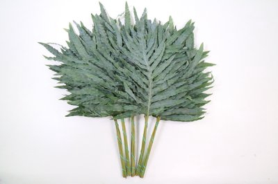 <h4>Decorative green per bunch</h4>