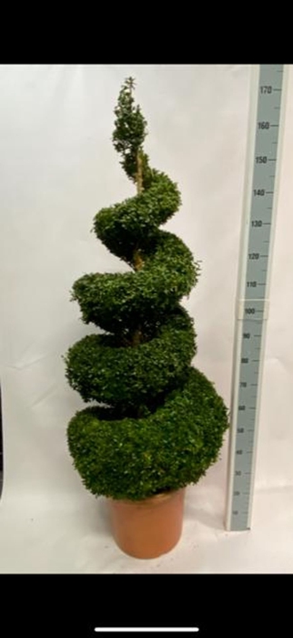 <h4>Buxus sempervirens</h4>